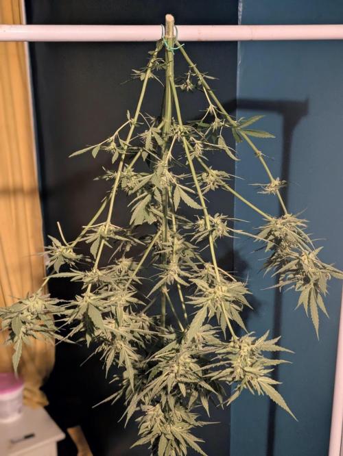 1st Outdoor Grow - Mystic Gorilla Auto. Week 11