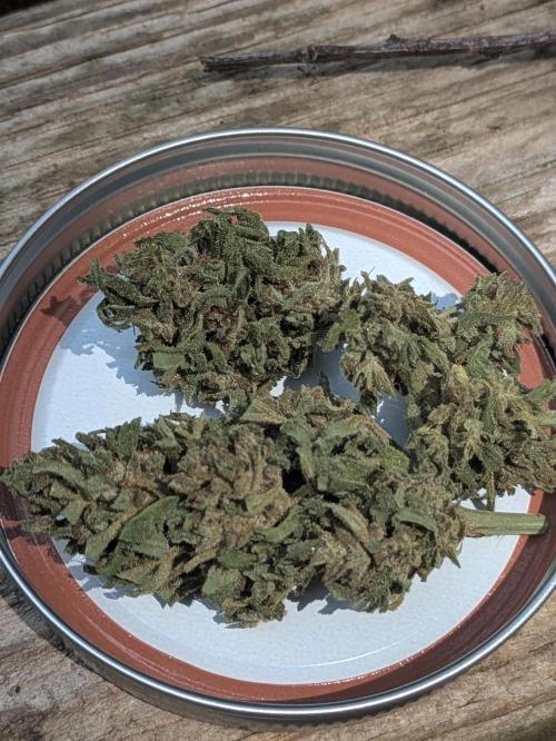 1st Outdoor Grow - Mystic Gorilla Auto. Week 11