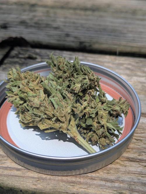 1st Outdoor Grow - Mystic Gorilla Auto. Week 11