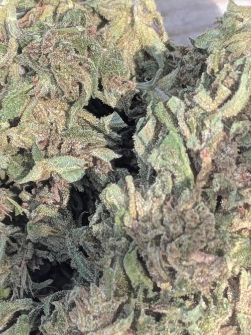 Mystic Gorilla. Week 11