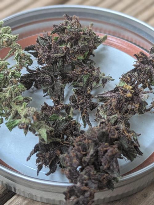 3rd Outdoor Grow - Purple Lemonade RF3. Week 10