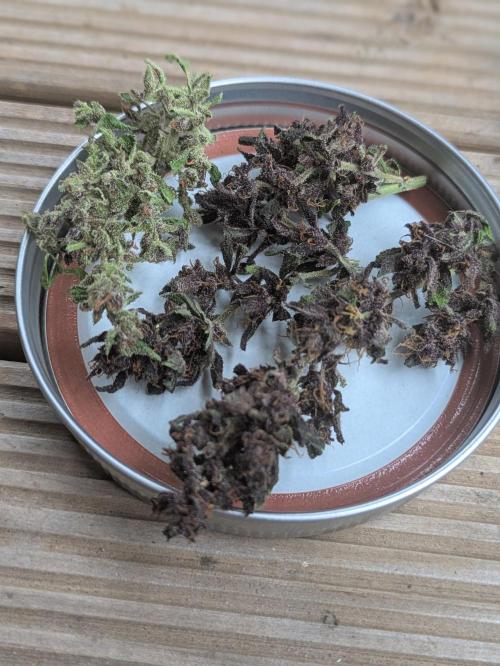 3rd Outdoor Grow - Purple Lemonade RF3. Week 10