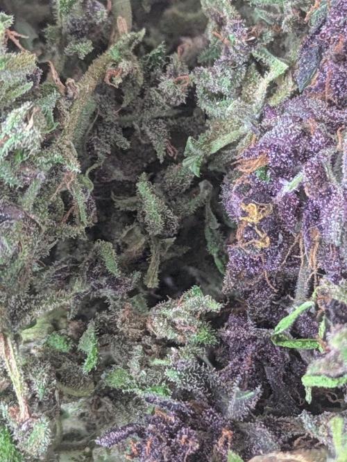 3rd Outdoor Grow - Purple Lemonade RF3. Week 10