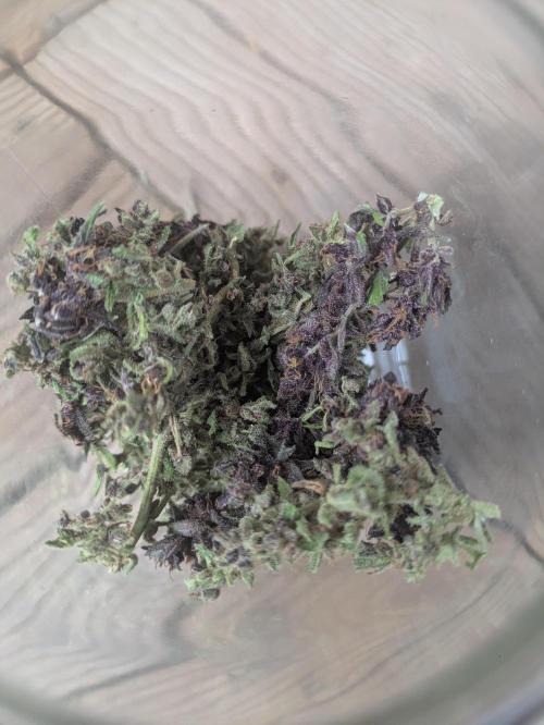 3rd Outdoor Grow - Purple Lemonade RF3. Week 10