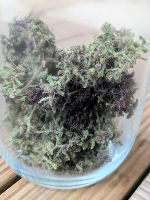 3rd Outdoor Grow - Purple Lemonade RF3. Week 10