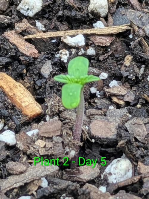 White Widow Auto - Homegrown Cannabis Co. Week 0