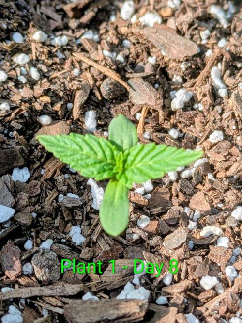 White Widow Auto - Homegrown Cannabis Co. Week 0