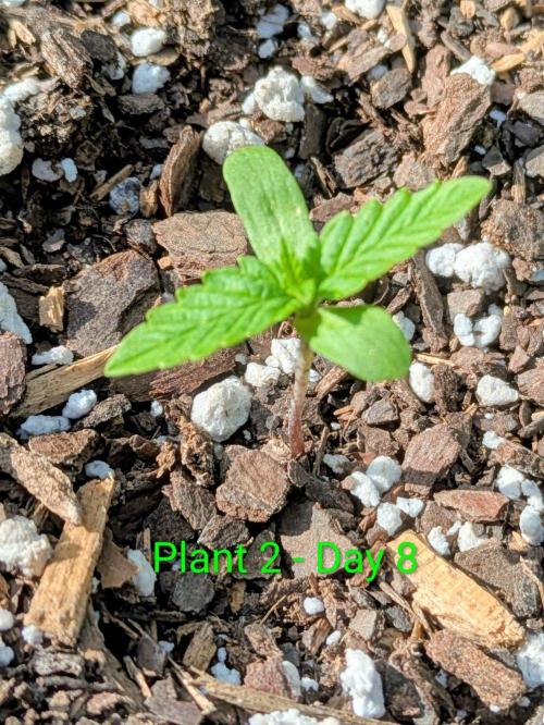 White Widow Autoflower. Week 0