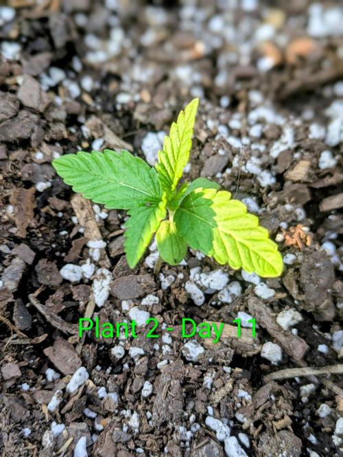 White Widow Auto - Homegrown Cannabis Co. Week 1