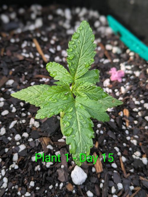 White Widow Auto - Homegrown Cannabis Co. Week 1