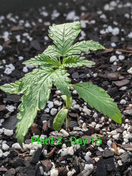 White Widow Auto - Homegrown Cannabis Co. Week 1