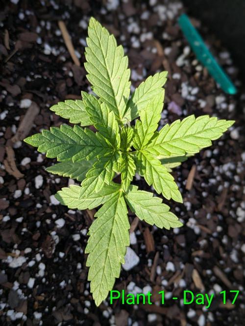 White Widow Auto - Homegrown Cannabis Co. Week 2
