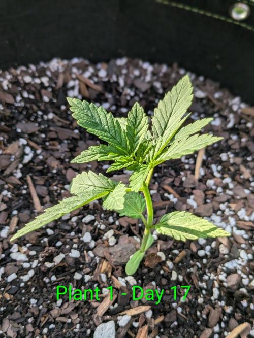 White Widow Auto - Homegrown Cannabis Co. Week 2