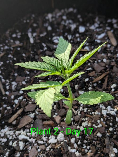 White Widow Auto - Homegrown Cannabis Co. Week 2