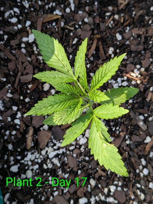 White Widow Auto. Week 2