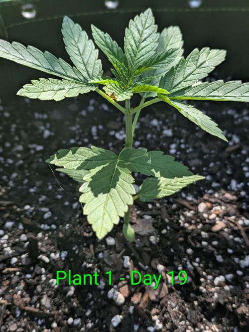 White Widow Auto - Homegrown Cannabis Co. Week 2