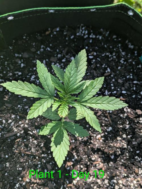 White Widow Auto - Homegrown Cannabis Co. Week 2