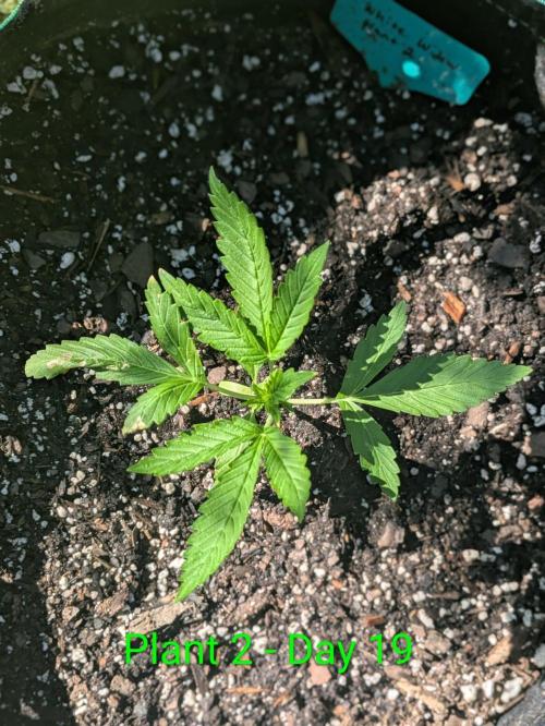 White Widow Auto - Homegrown Cannabis Co. Week 2
