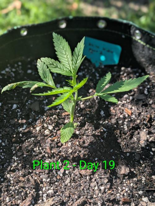 White Widow Auto. Week 2