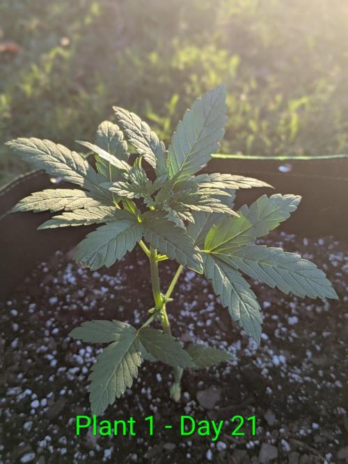 White Widow Auto - Homegrown Cannabis Co. Week 2