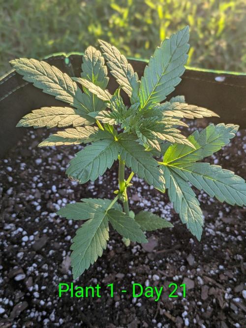 White Widow Auto - Homegrown Cannabis Co. Week 2