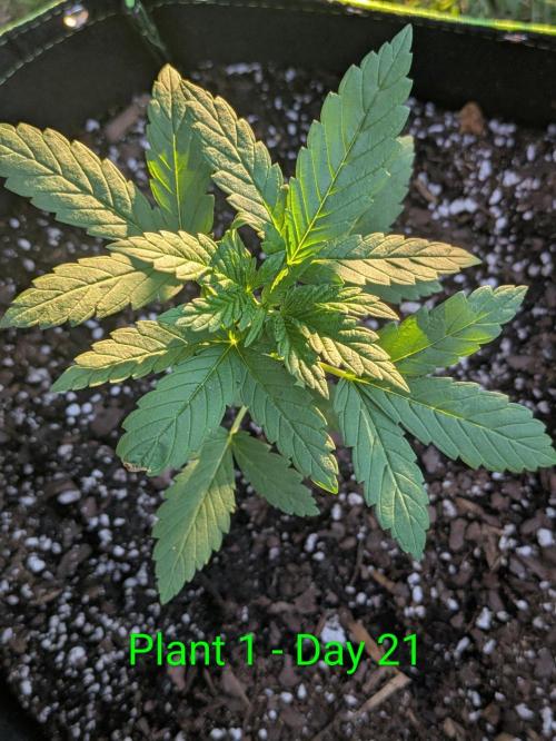 White Widow Auto - Homegrown Cannabis Co. Week 2