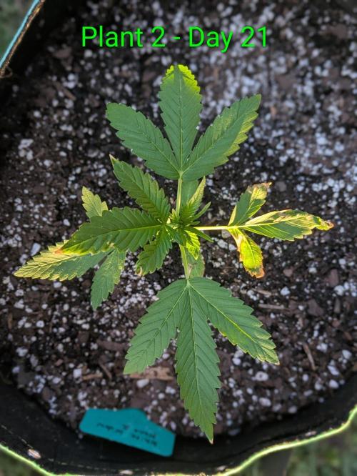 White Widow Auto - Homegrown Cannabis Co. Week 2