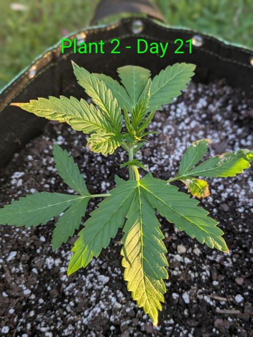 White Widow Auto. Week 2
