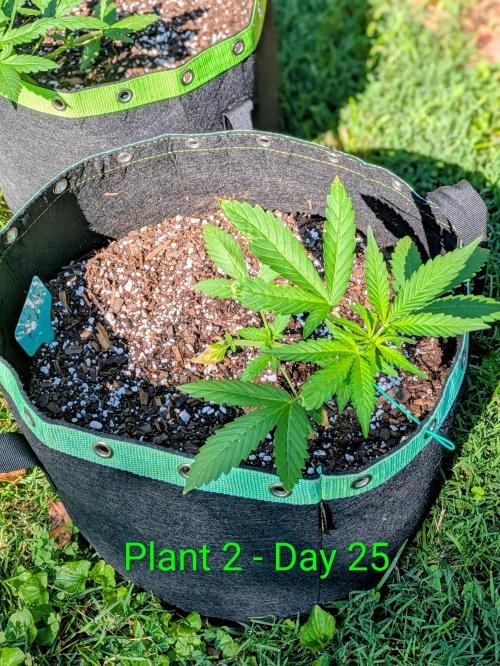 White Widow Auto - Homegrown Cannabis Co. Week 3