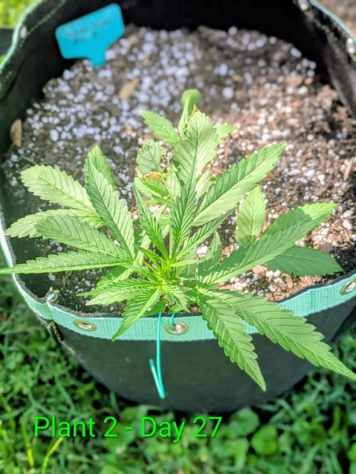 White Widow Auto. Week 3