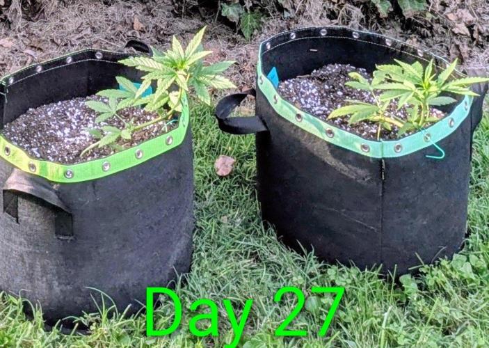 White Widow Auto. Week 3