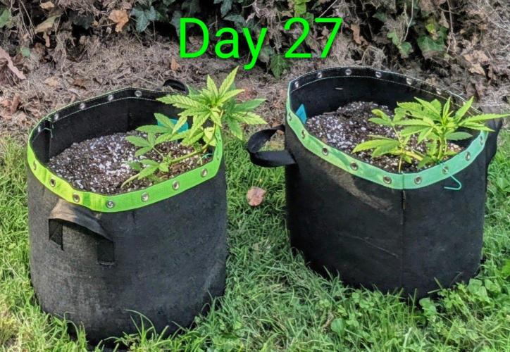 White Widow Auto. Week 3