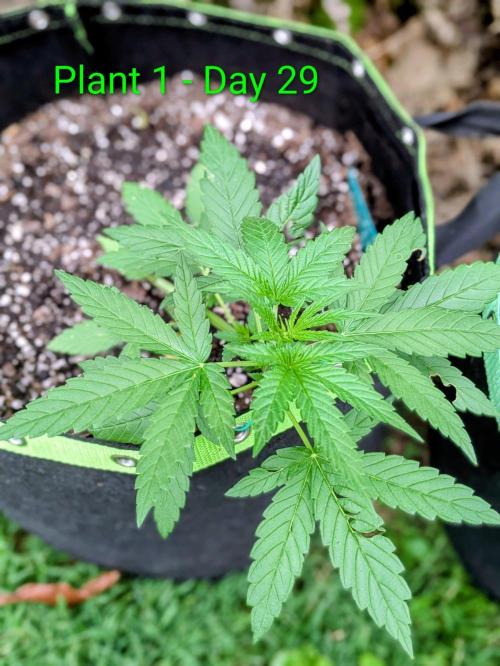 White Widow Auto - Homegrown Cannabis Co. Week 3