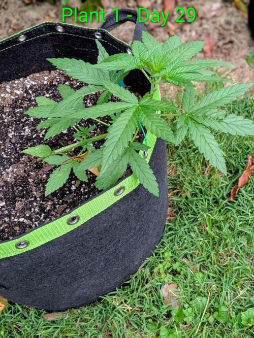 White Widow Auto - Homegrown Cannabis Co. Week 3