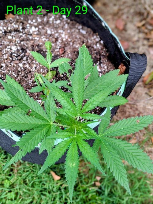 White Widow Auto - Homegrown Cannabis Co. Week 3