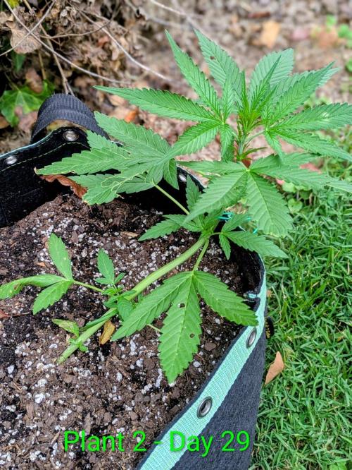 White Widow Auto. Week 3