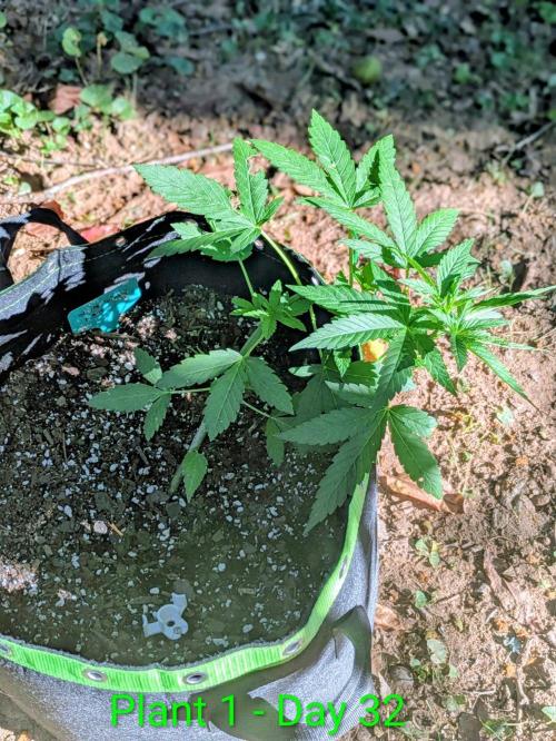 White Widow Auto - Homegrown Cannabis Co. Week 4
