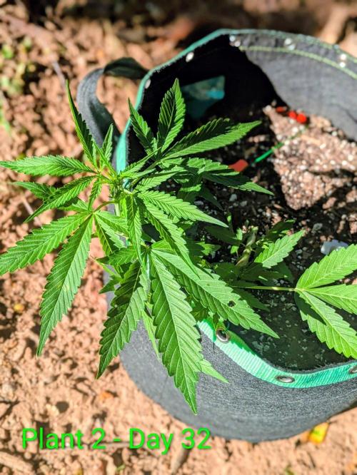 White Widow Auto - Homegrown Cannabis Co. Week 4