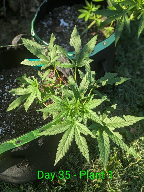 White Widow Auto - Homegrown Cannabis Co. Week 4