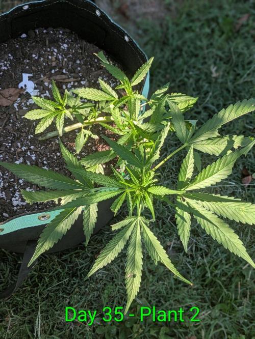 White Widow Auto. Week 4