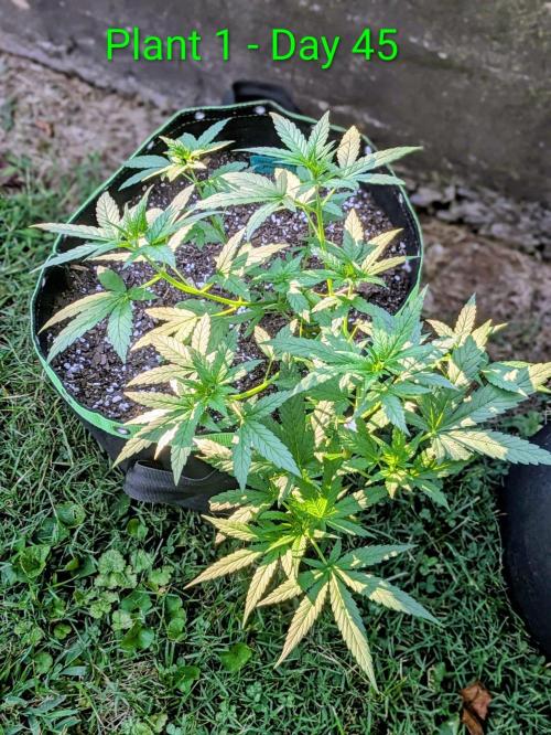 White Widow Auto - Homegrown Cannabis Co. Week 5