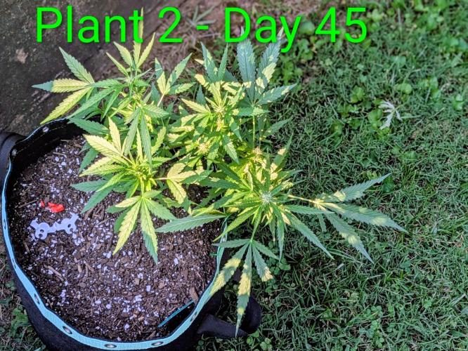 White Widow Auto. Week 5