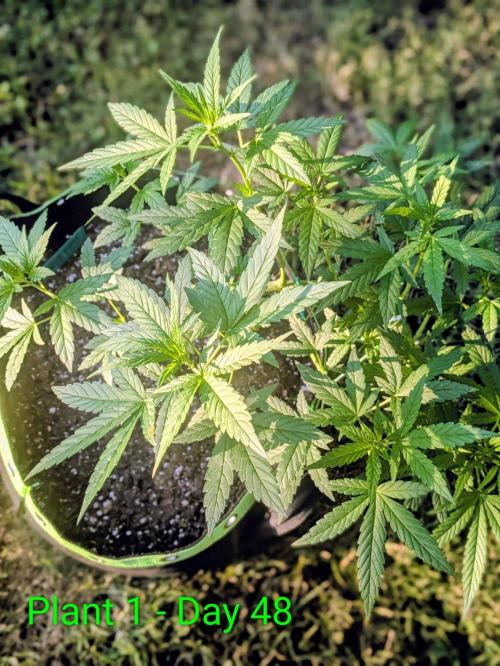 White Widow Auto - Homegrown Cannabis Co. Week 6