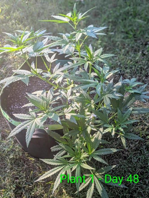 White Widow Auto - Homegrown Cannabis Co. Week 6