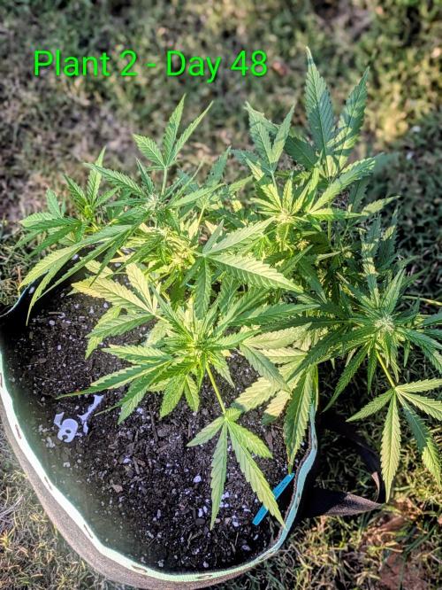 White Widow Auto - Homegrown Cannabis Co. Week 6