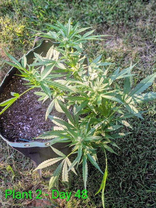 White Widow Auto - Homegrown Cannabis Co. Week 6