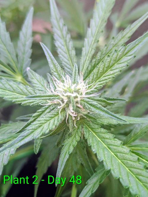 White Widow Auto - Homegrown Cannabis Co. Week 6
