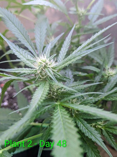 White Widow Auto - Homegrown Cannabis Co. Week 6