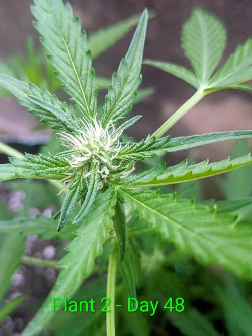 White Widow Auto - Homegrown Cannabis Co. Week 6