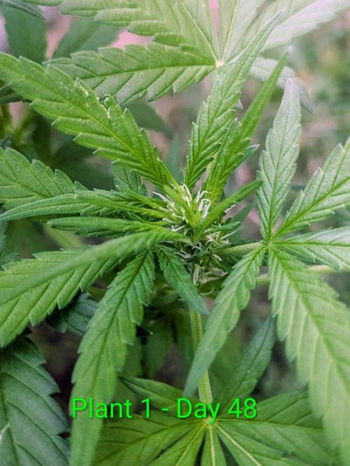 White Widow Auto - Homegrown Cannabis Co. Week 6